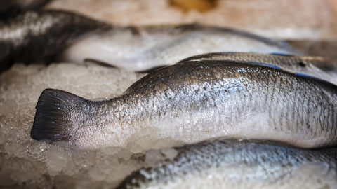 Peaux et écailles de poisson sur glace, origine du collagène marin hydrolysé